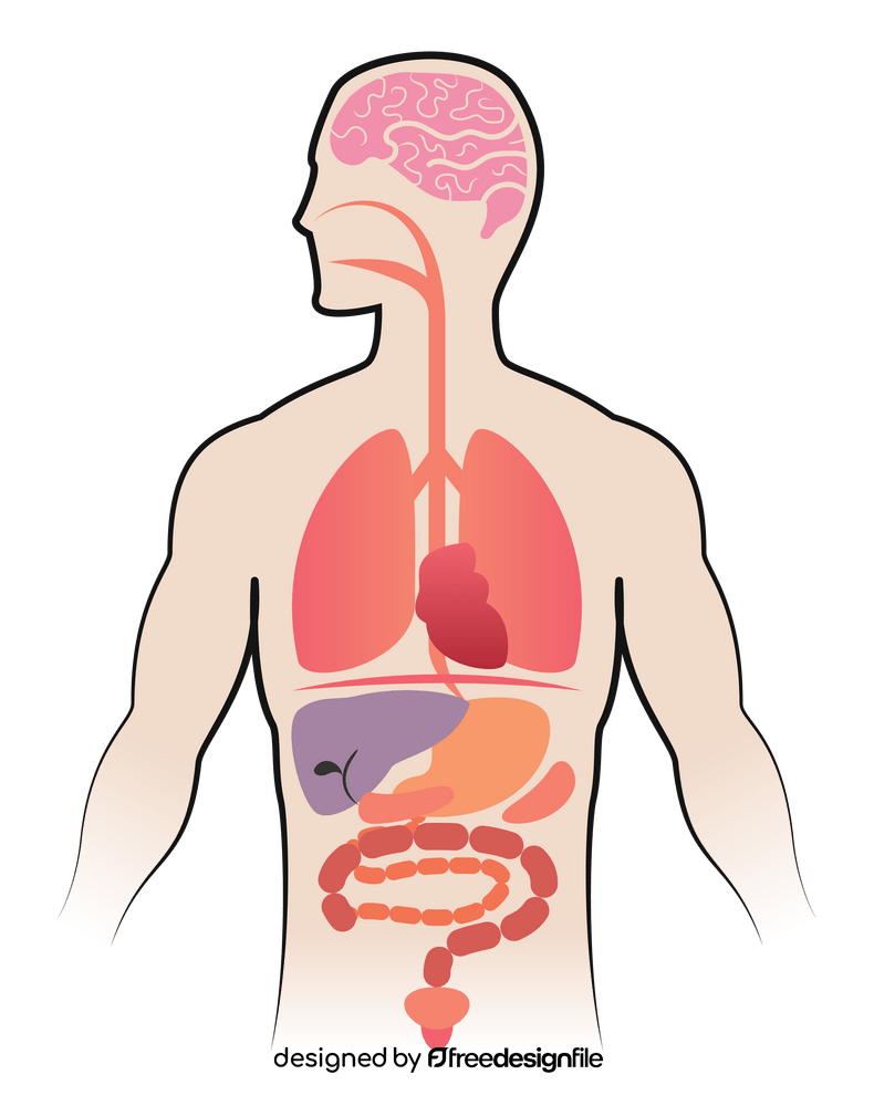 Human anatomy clipart