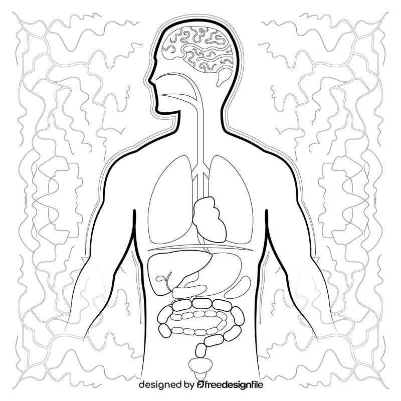 Human anatomy drawing black and white vector