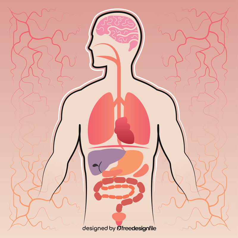 Human anatomy vector