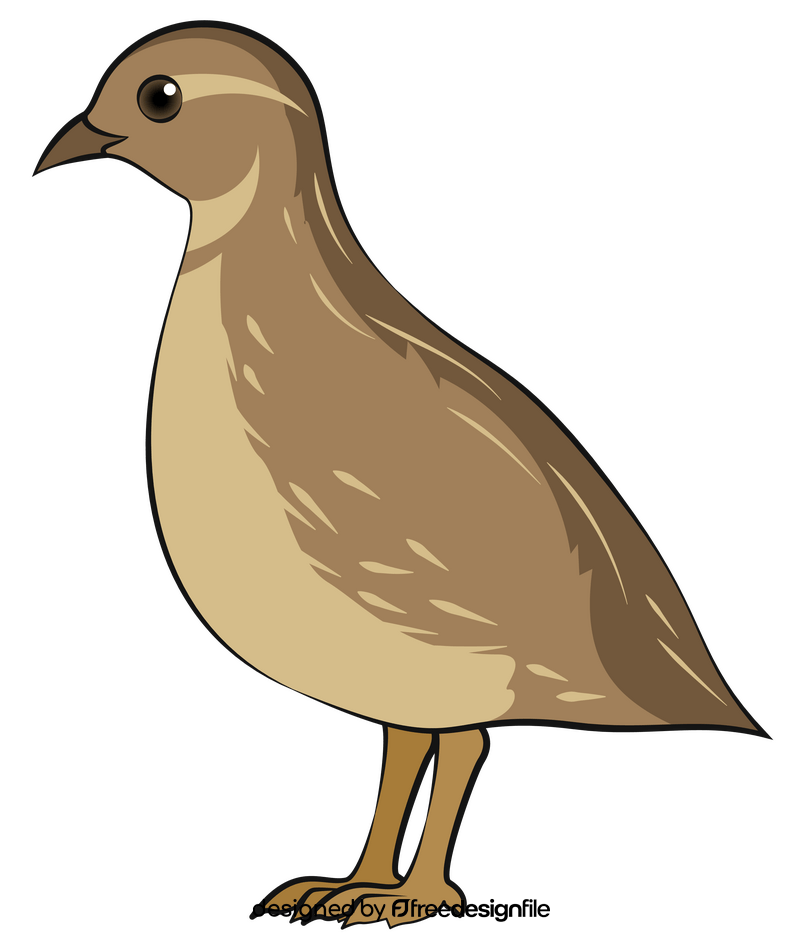 Quail bird clipart