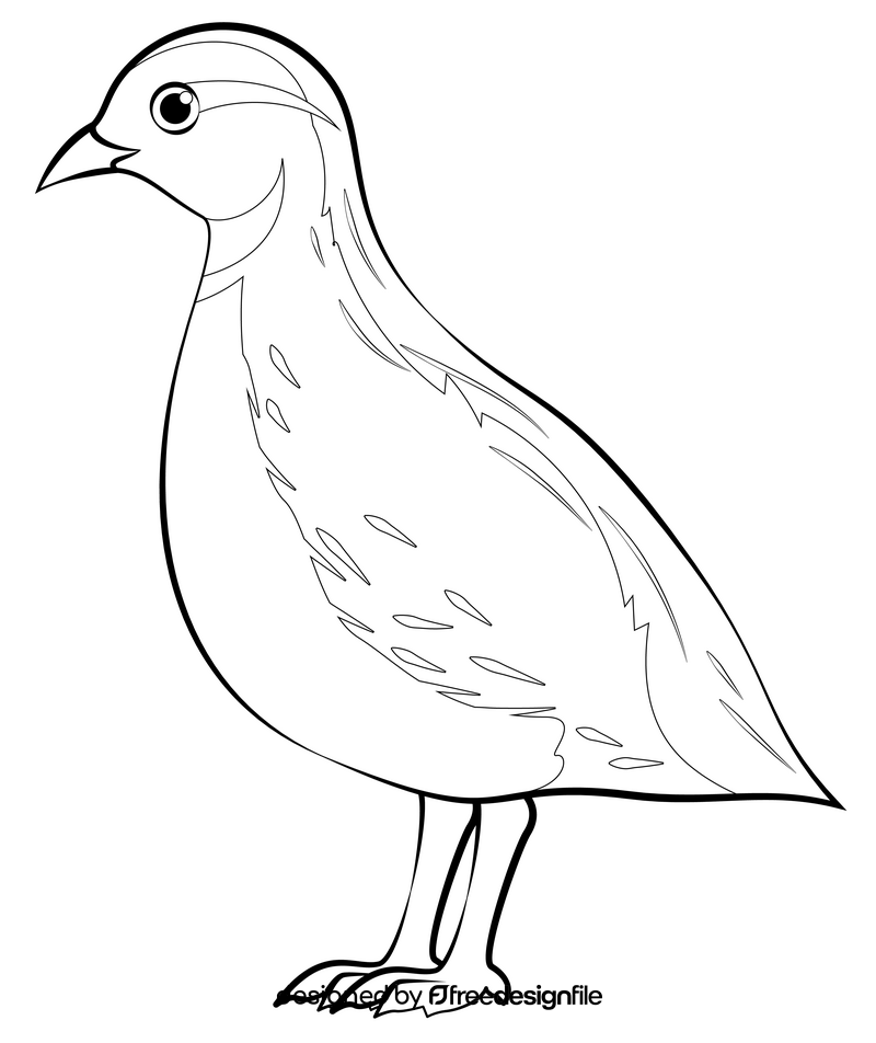 Quail bird drawing black and white clipart