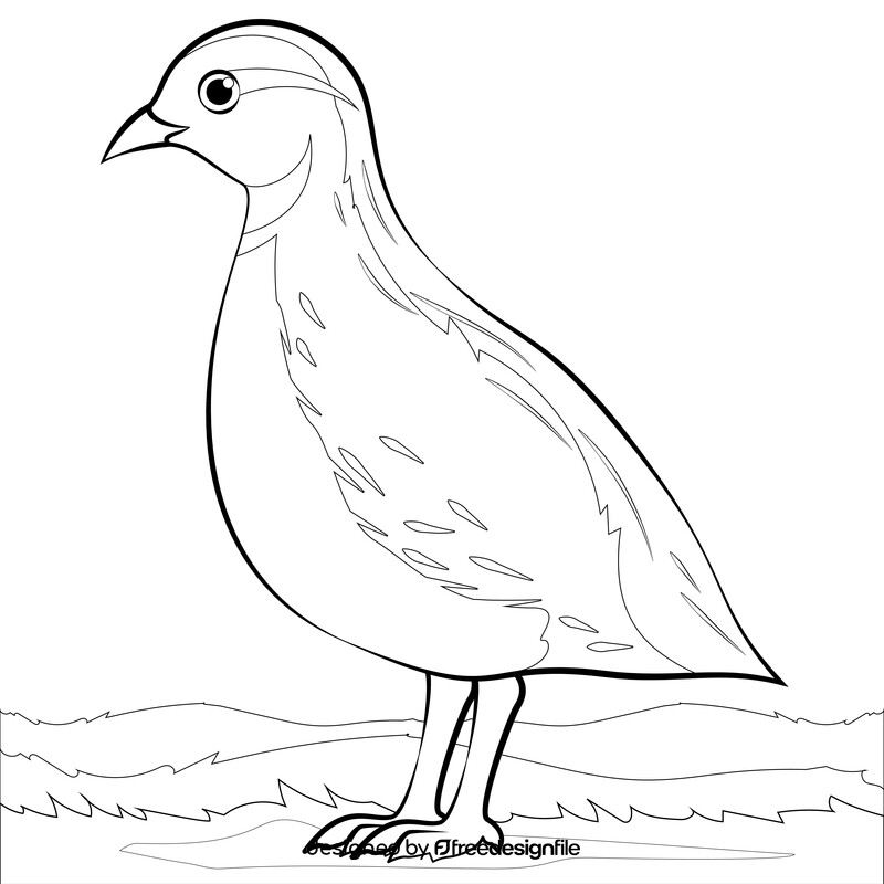 Quail bird drawing black and white vector