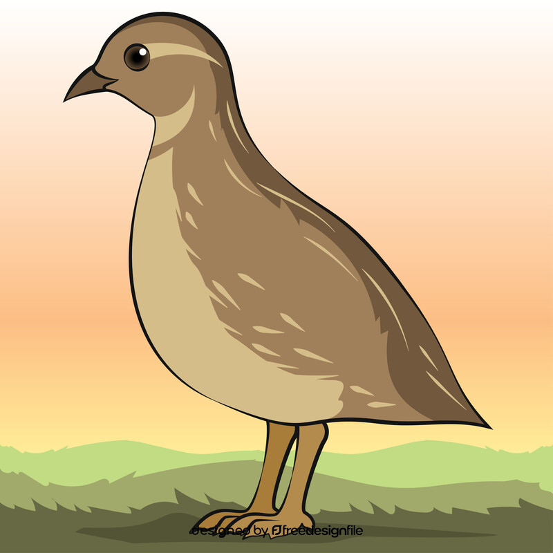 Quail bird vector