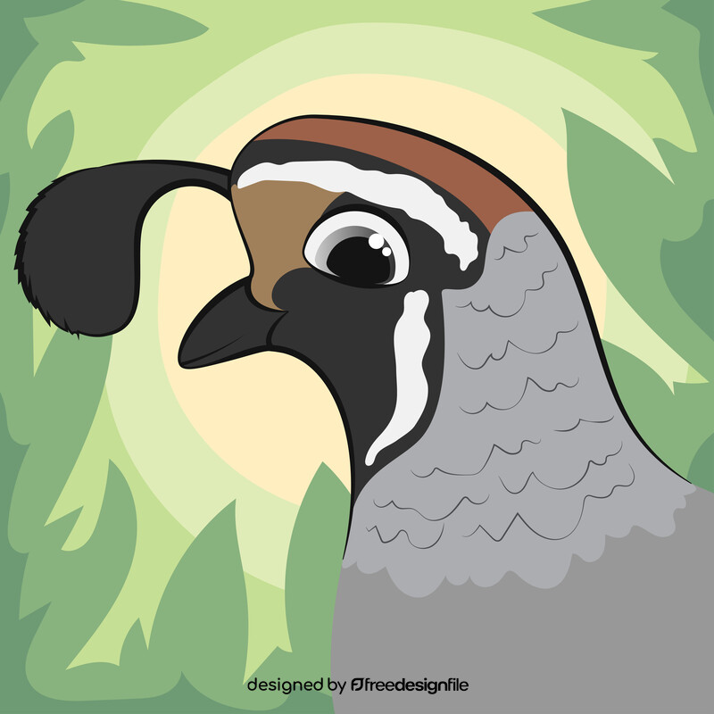 Quail vector