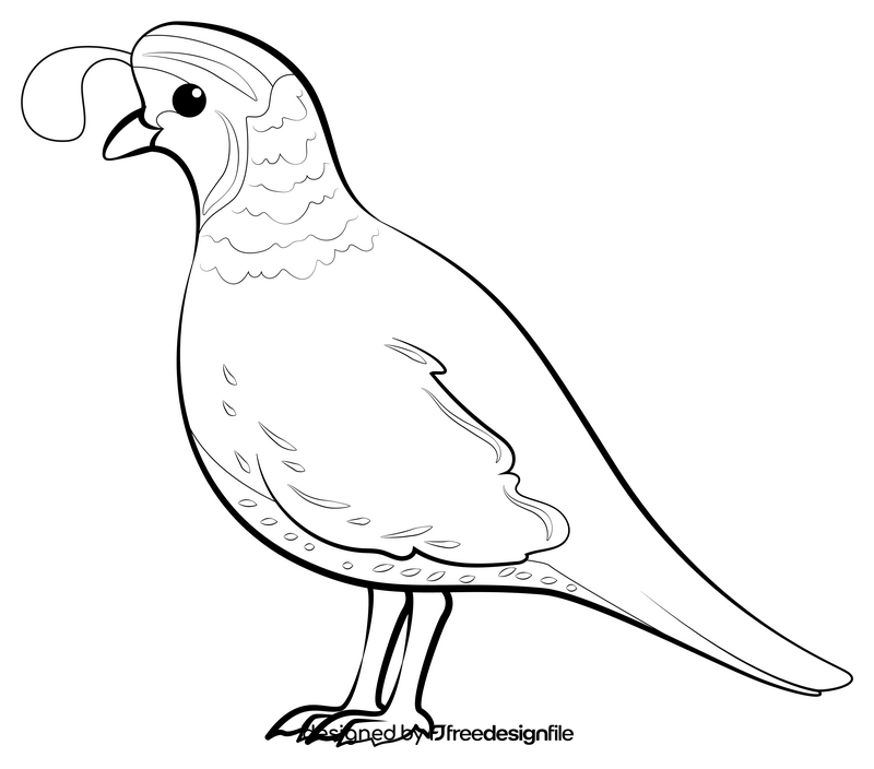 Quail drawing black and white clipart