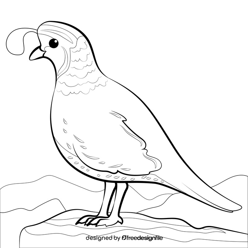 Quail drawing black and white vector