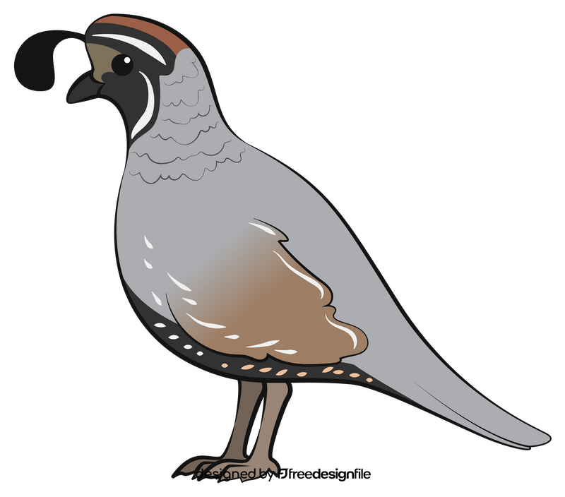 Quail drawing clipart