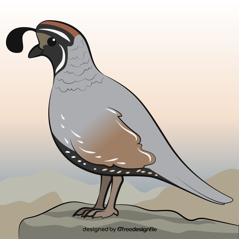 Quail drawing vector