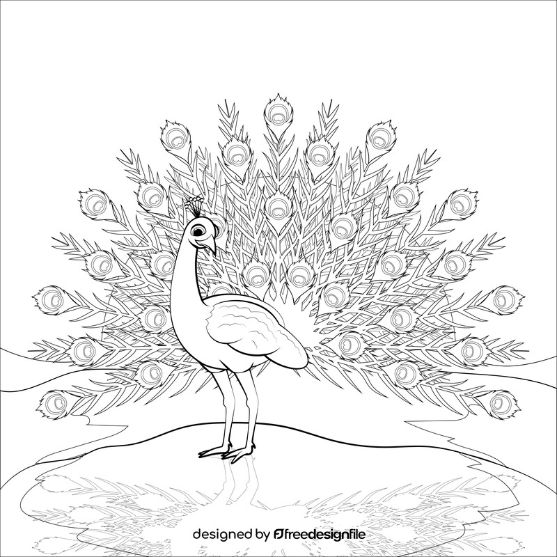 Peacock drawing black and white vector