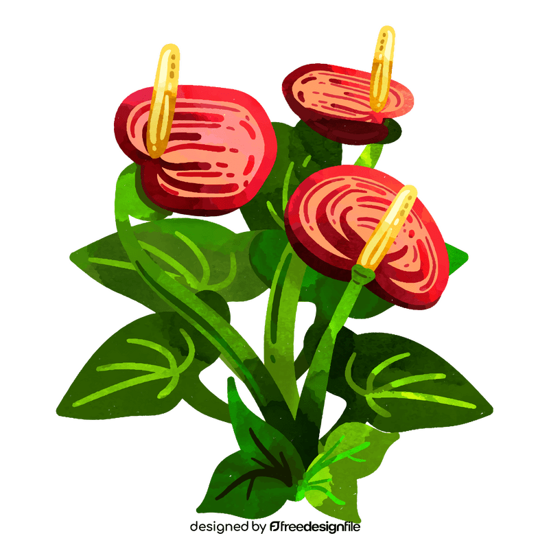 Anthurium flower clipart