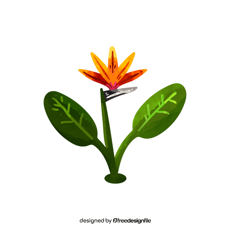 Bird of paradise flower clipart