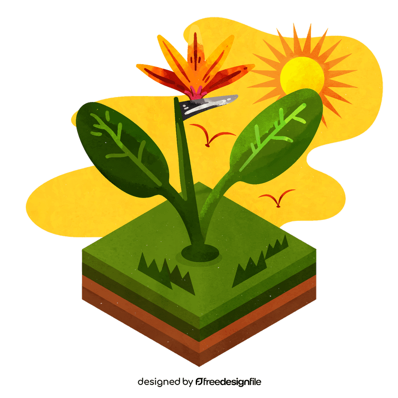 Bird of paradise flower vector