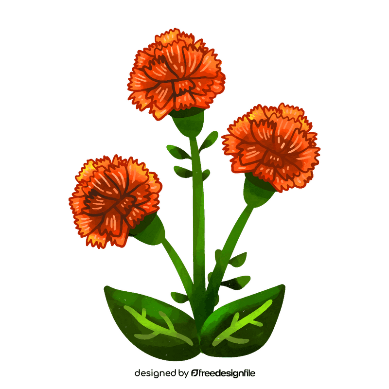 Carnation flower clipart