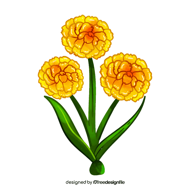 Craspedia flower clipart