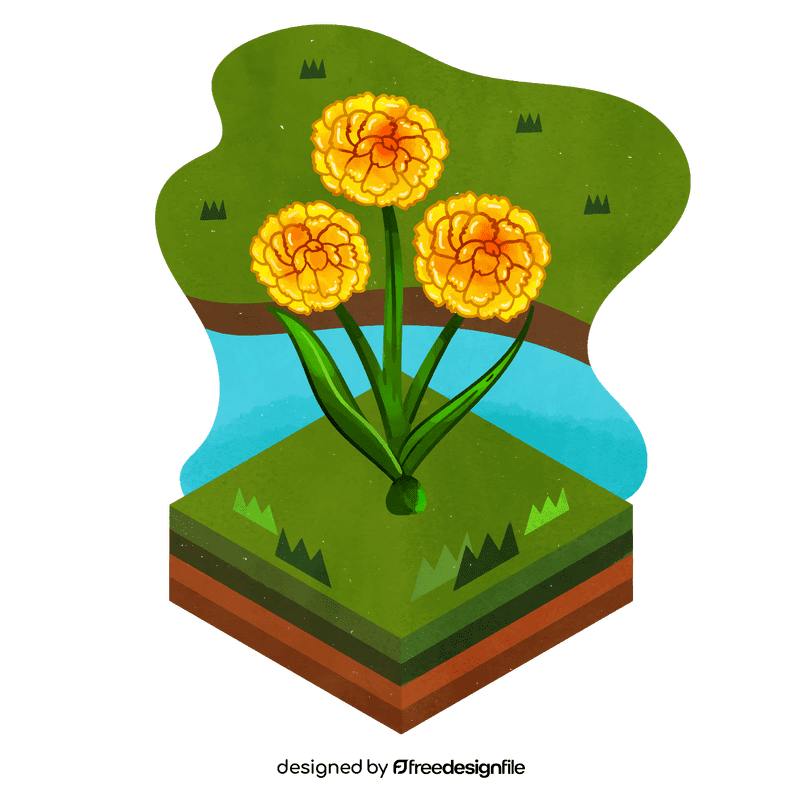 Craspedia flower vector