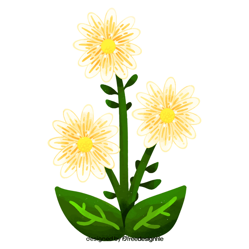 Daisy flower clipart