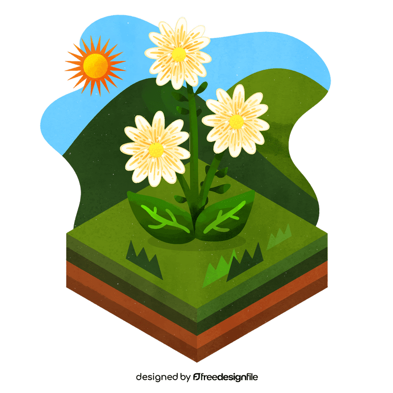 Daisy flower vector