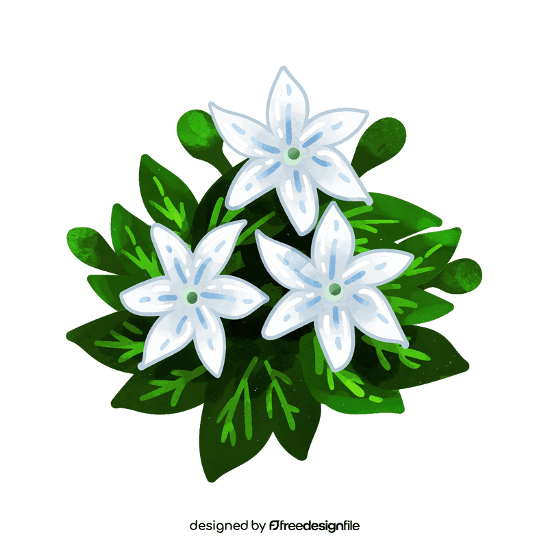 Jasmine flower clipart