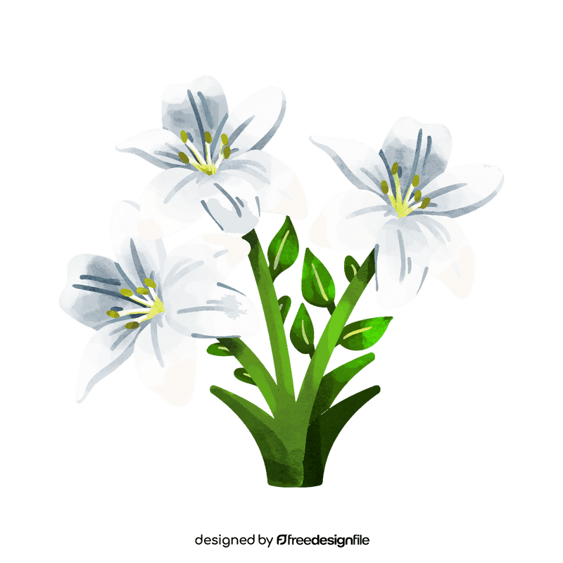 White lily flower clipart