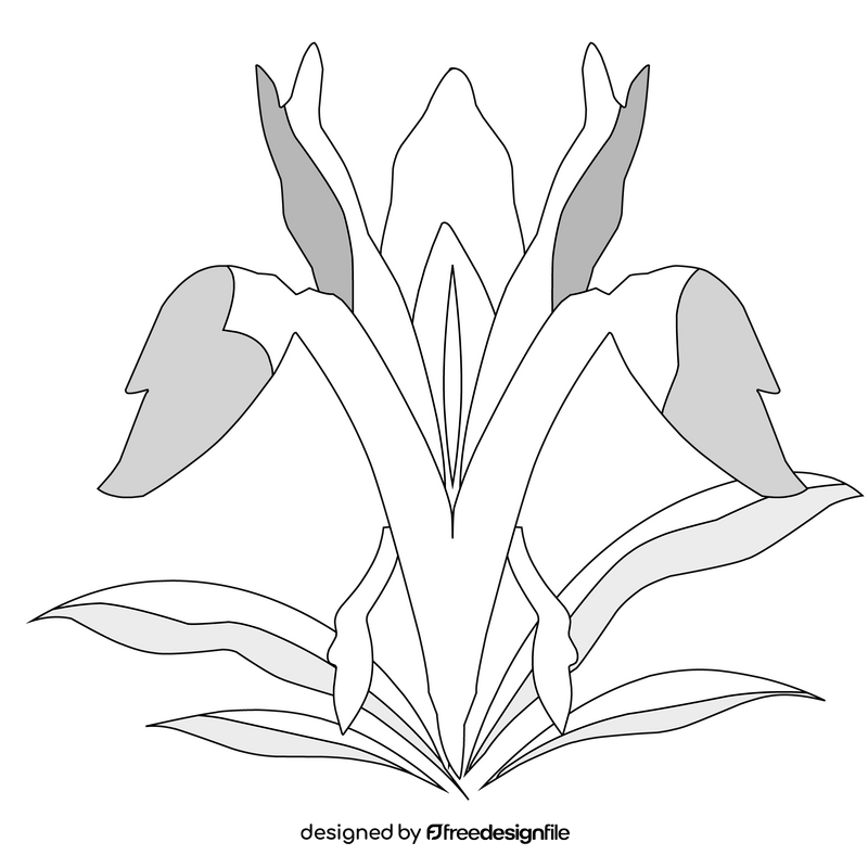 Iris bucharica flower black and white clipart