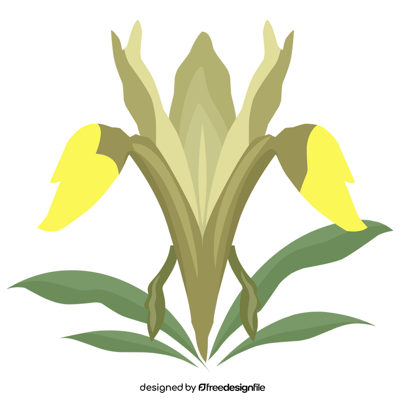 Iris bucharica flower clipart