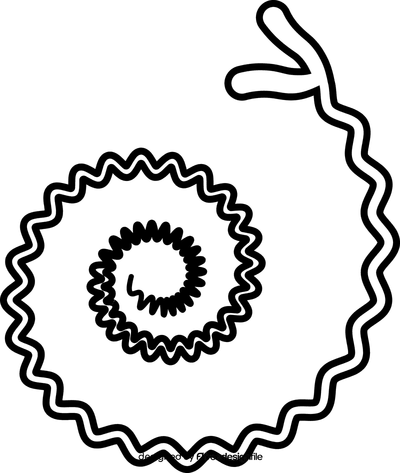 Bacteria black and white clipart