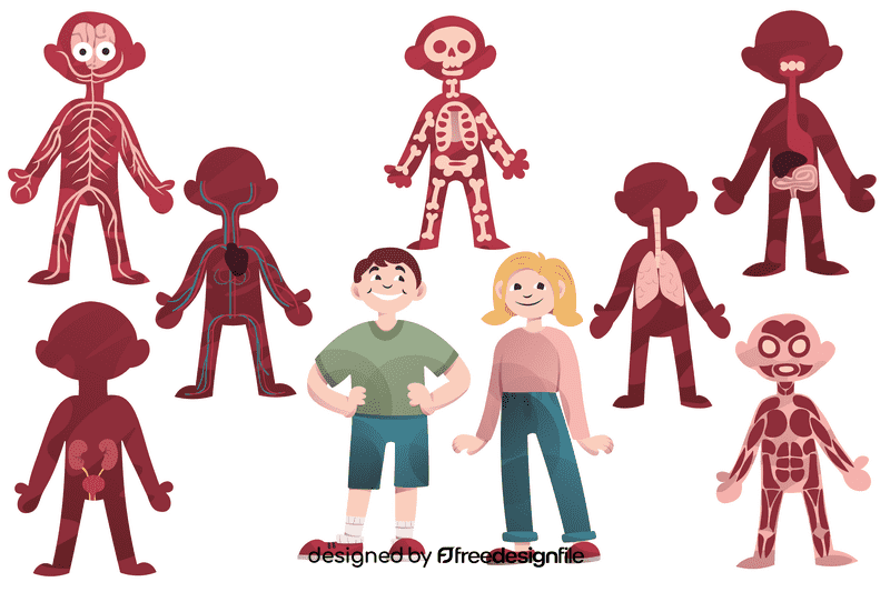 Human Body vector