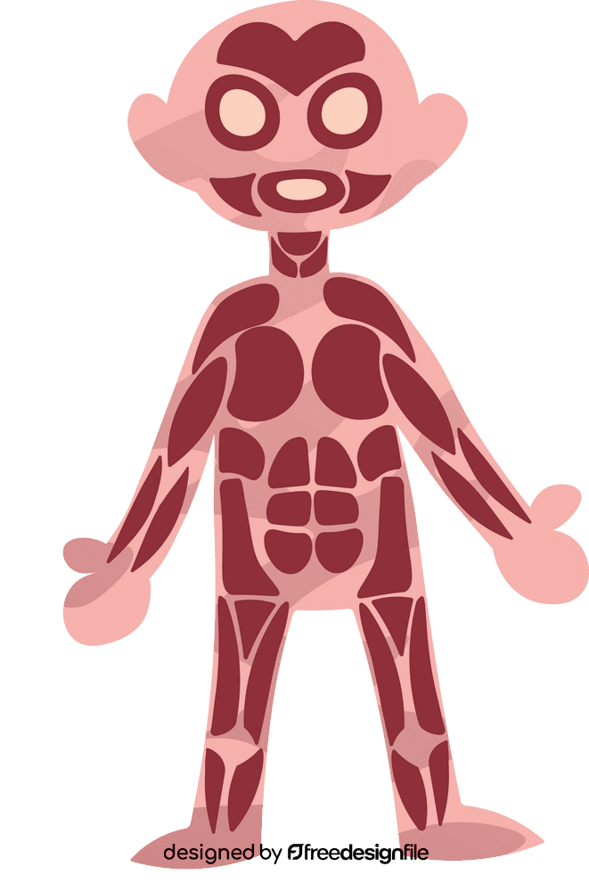 Human Body Muscle clipart