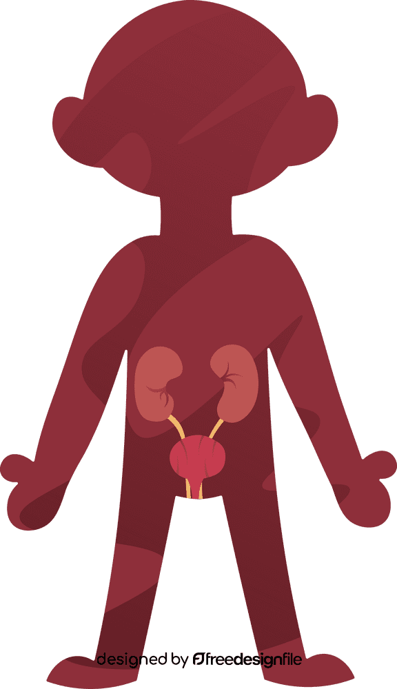 Human Body Urinary clipart