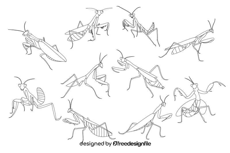 Praying mantis black and white vector