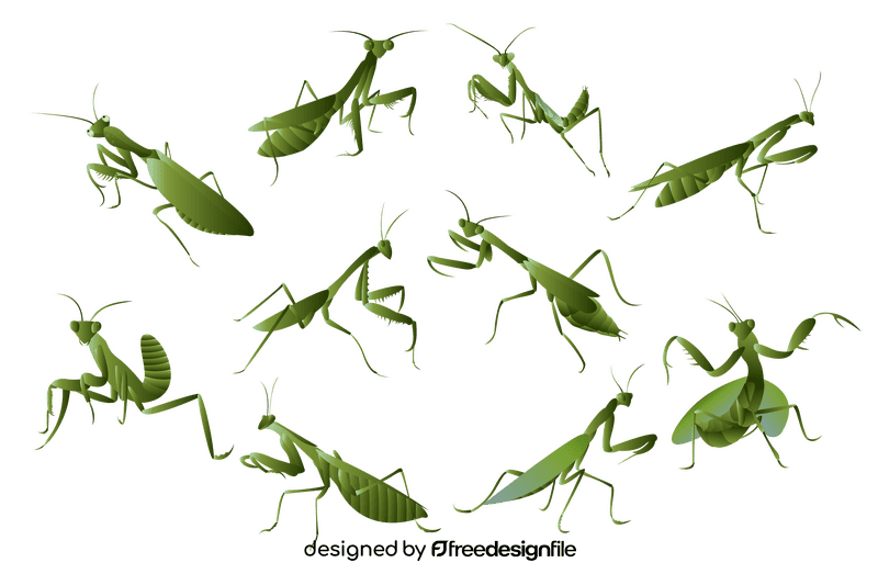 Praying mantis vector