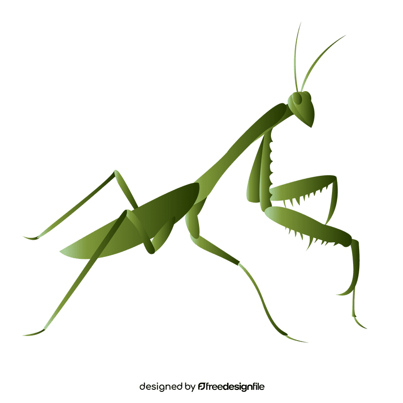 Praying mantis on the right clipart