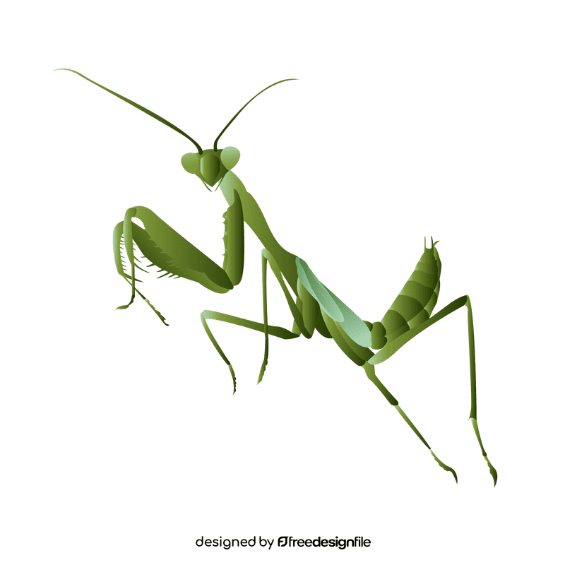 Praying mantis with wings clipart