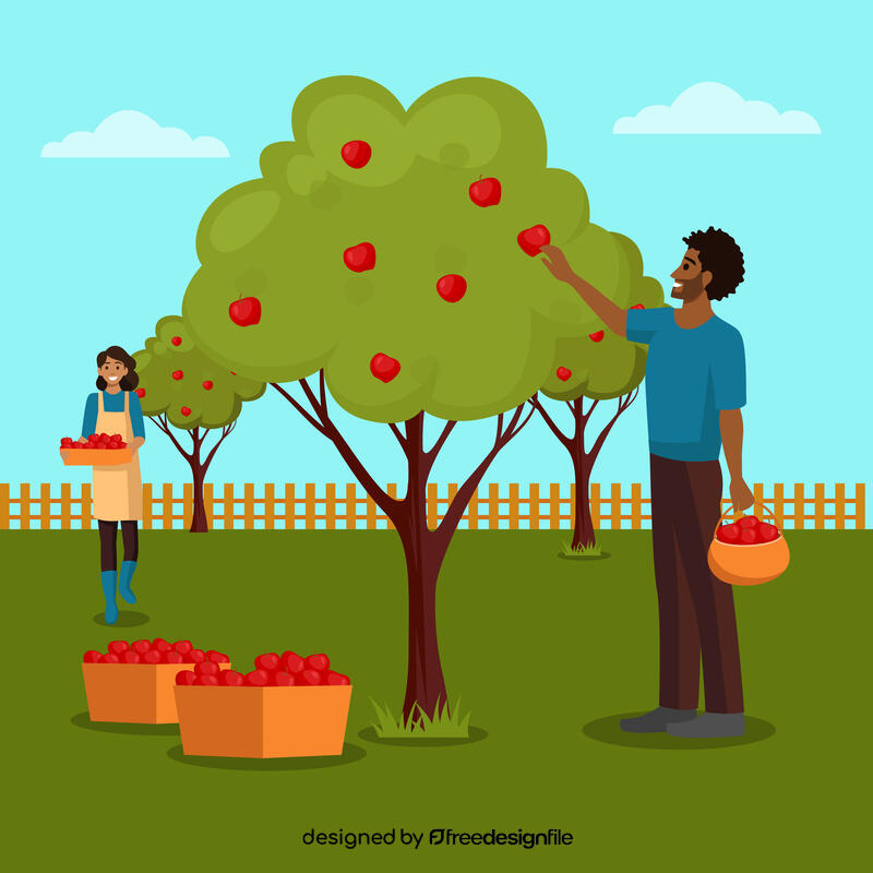 Harvesting apple vector