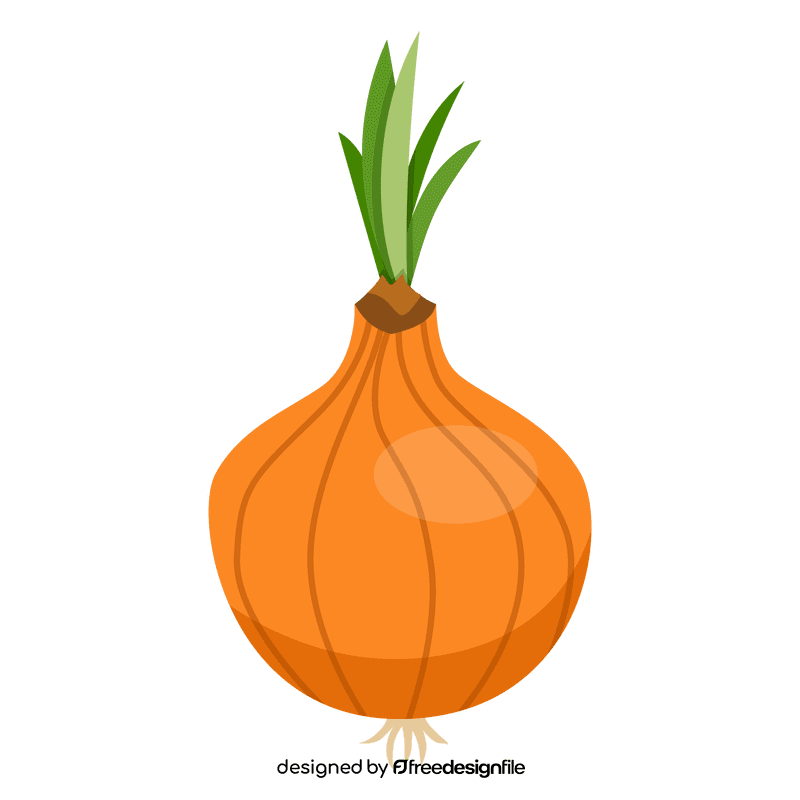 Onion clipart