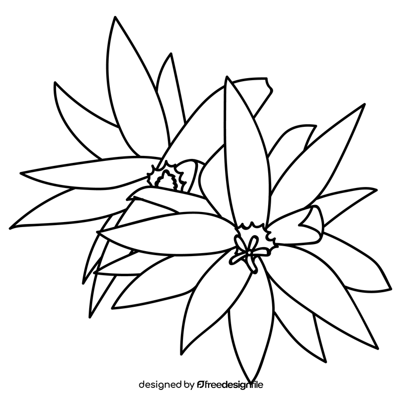 Christmas cactus flower black and white clipart