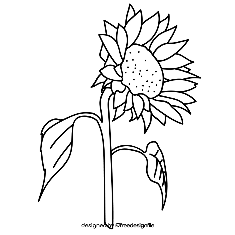 Sunflower blooms to the right drawing black and white clipart