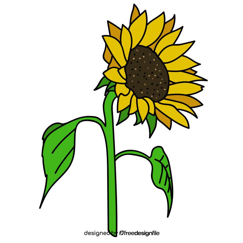 Sunflower blooms to the right drawing clipart