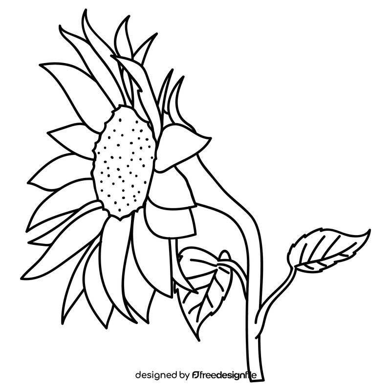 Sunflower blooms to the left drawing black and white clipart