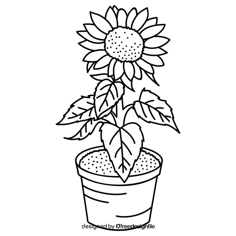 Sunflower in a pot drawing black and white clipart