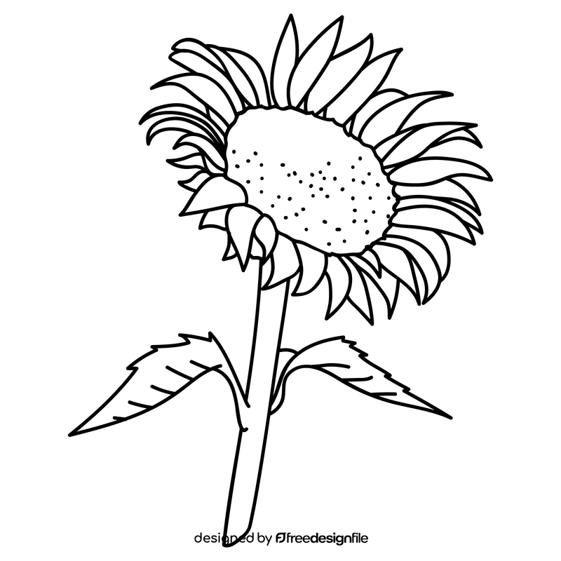 Sunflower flower drawing black and white clipart