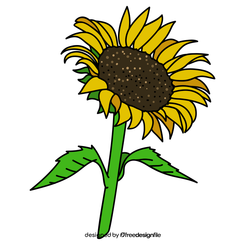 Sunflower flower drawing clipart