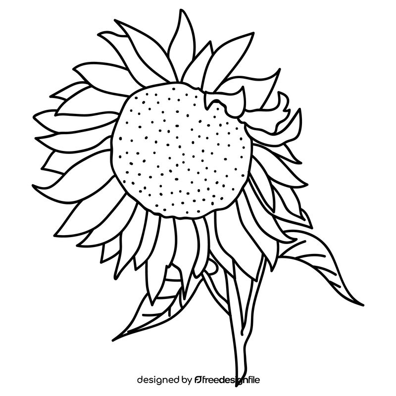 Sunflower drawing black and white clipart