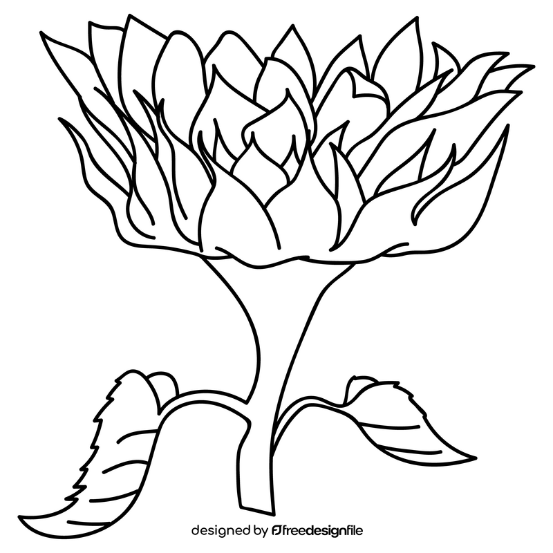 Sunflower bloom upwards drawing black and white clipart