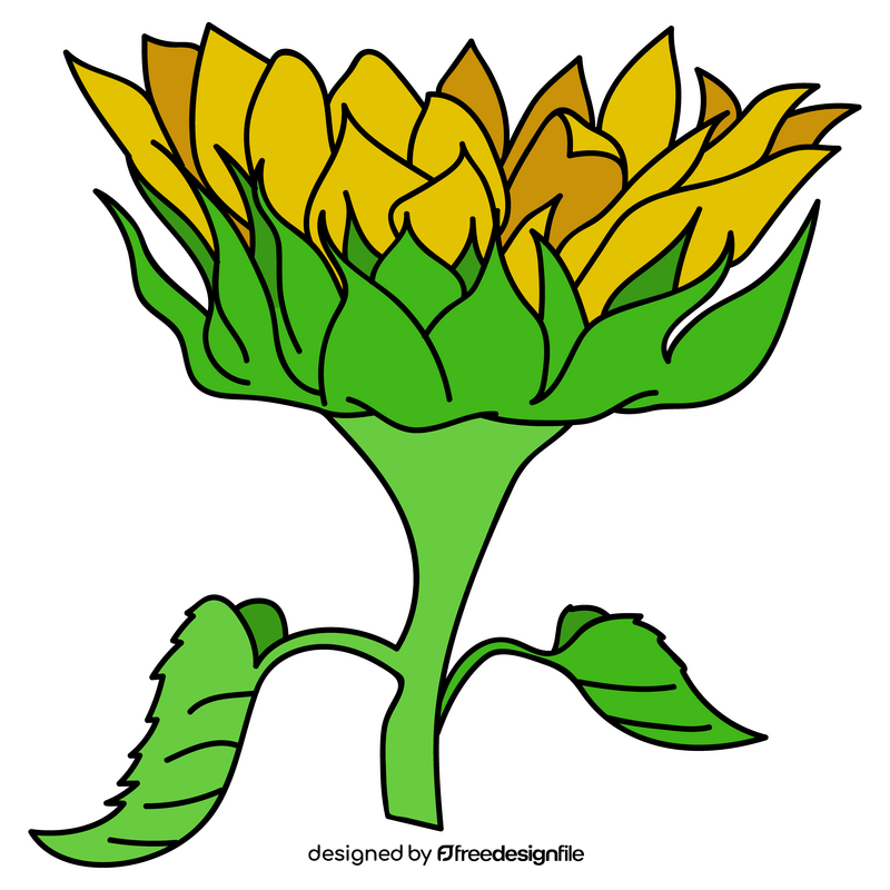 Sunflower bloom upwards drawing clipart