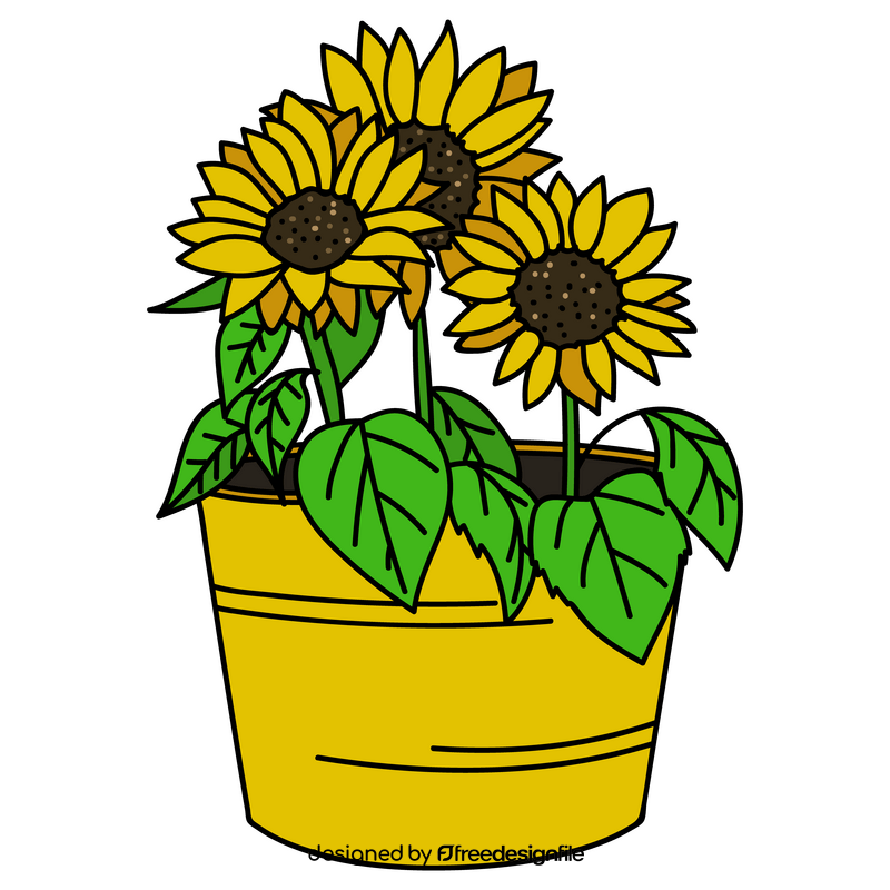 Sunflowers in pot drawing clipart