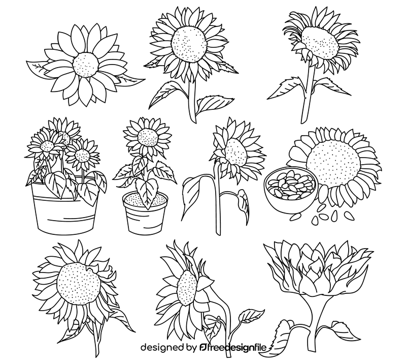 Sunflower drawing set black and white vector