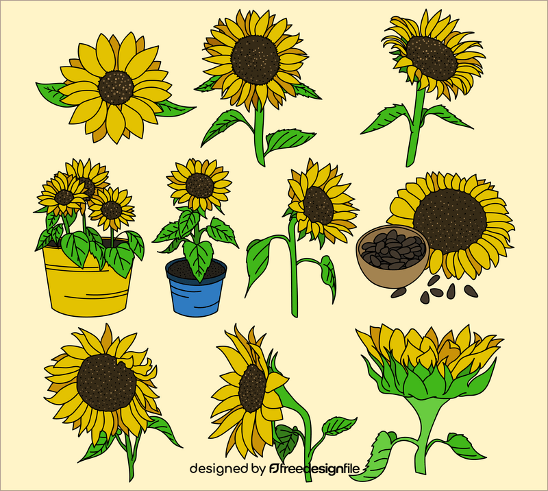 Sunflower drawing set vector