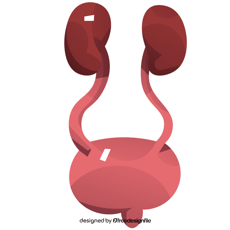 Bladder system clipart