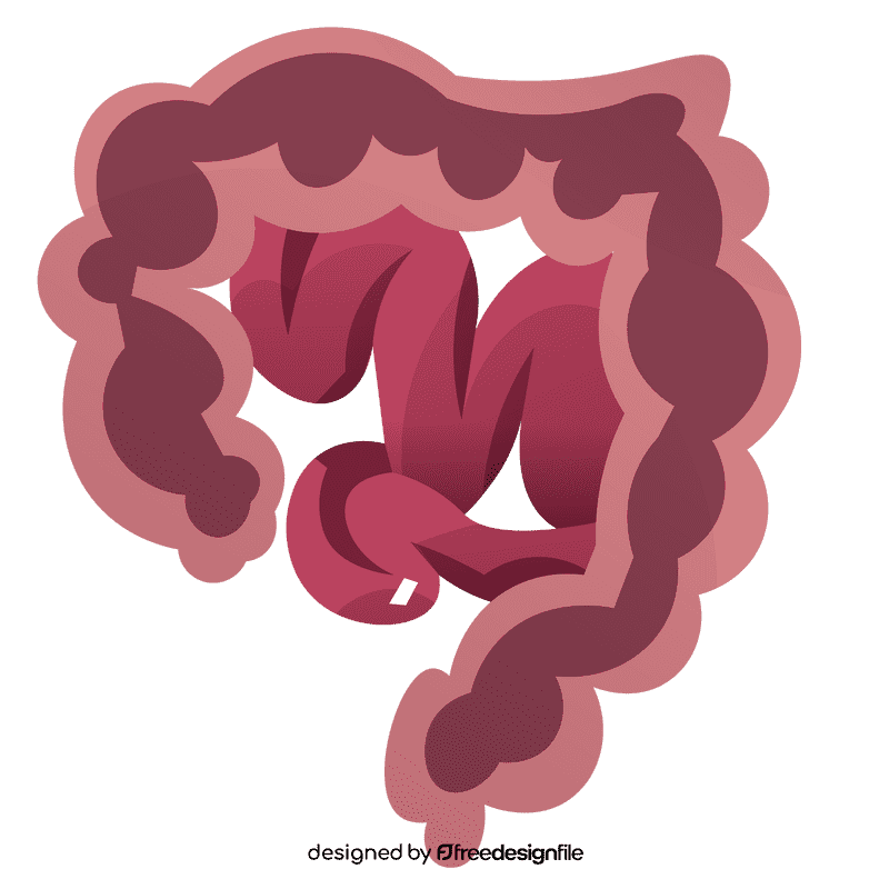 Intestines cut clipart
